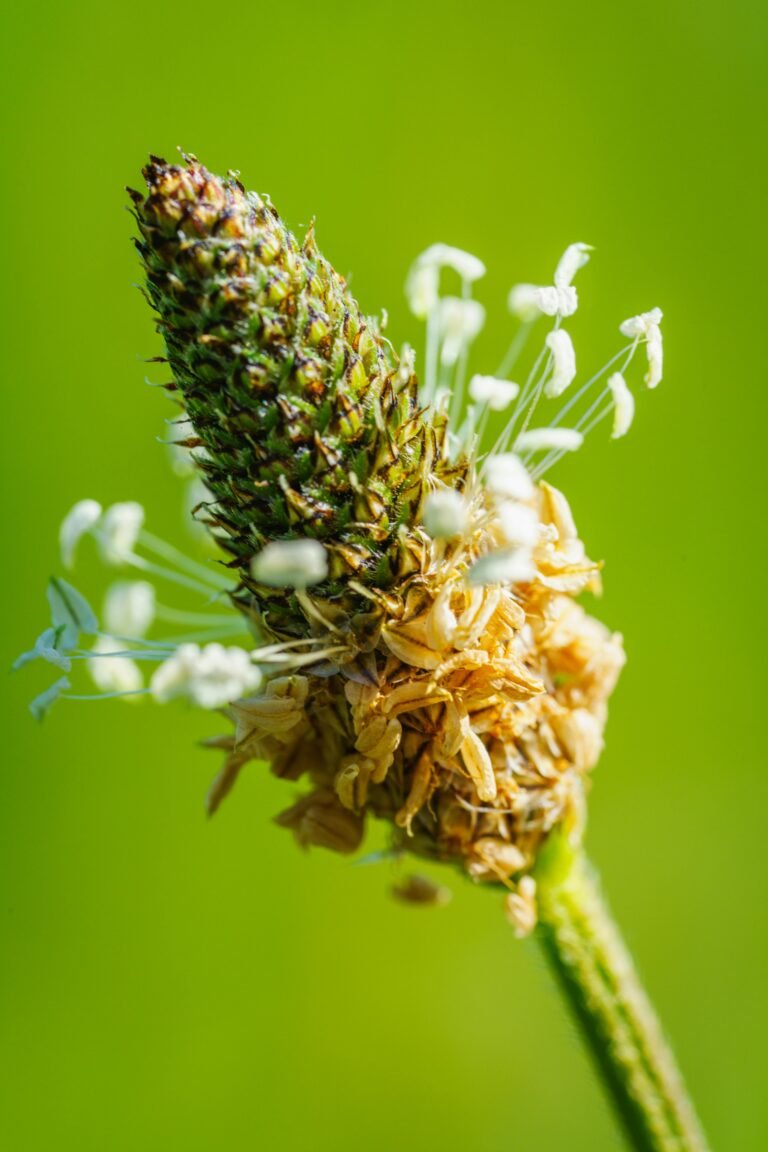 A close-up macro photo of a plantain flower spike with tiny white filaments and anthers surrounding a textured green cone, set against a smooth green background.