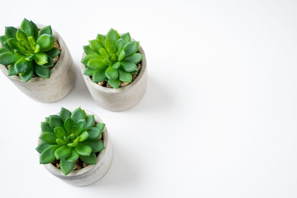How to Decorate With Plants for a Fresh and Natural Look