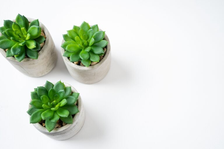 Three small green succulents in round gray concrete pots filled with pebbles displayed on a white surface, creating a simple and modern minimalist décor look