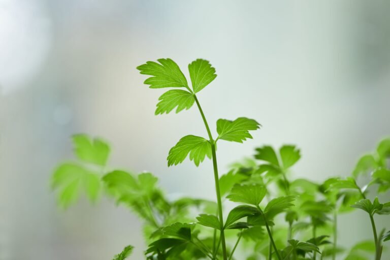 Fresh green parsley growing with bright, vibrant leaves and soft natural lighting highlighting the plant’s healthy texture.
